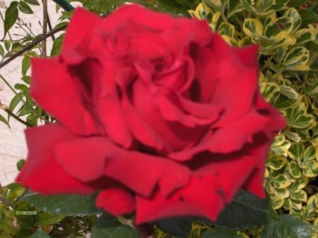 rose